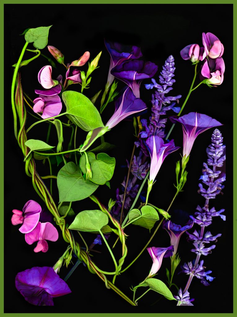 Morning Glory - Alana Starkweather